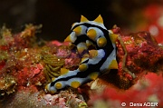 Pearsonothuria graeffei juv-Wakatobi Binongky Binmo-13m-20180527-Denis-ADER-DSC_1301_tn
